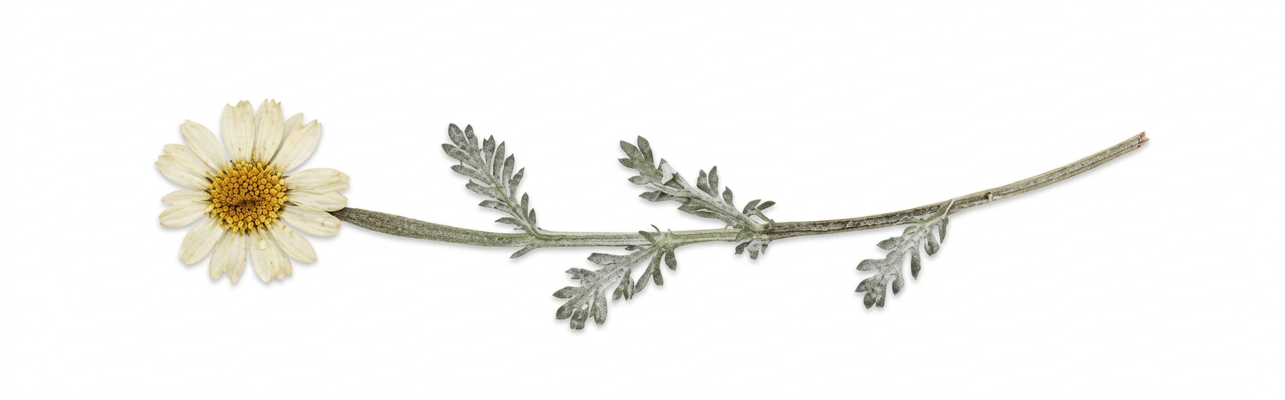 Ana and Ian signature